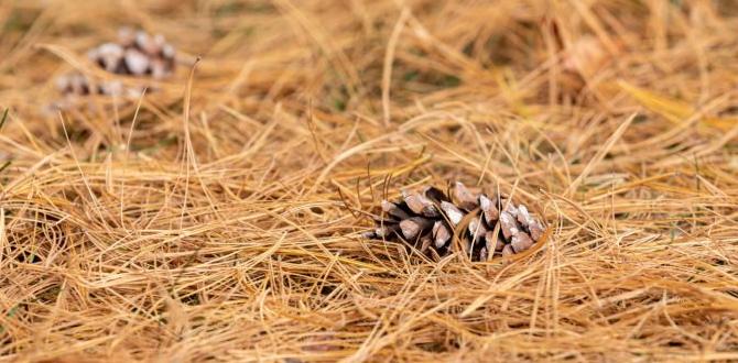 Potential drawbacks and considerations are pine needles good for gardens Potential drawbacks and considerations are pine needles good for gardens