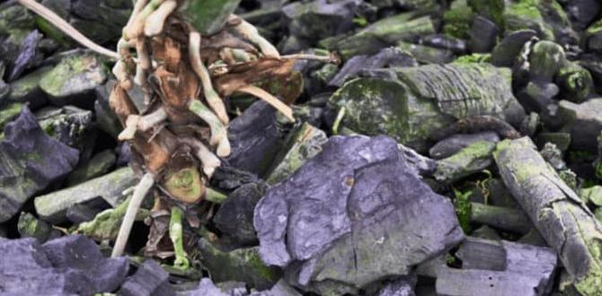 Potential drawbacks and misconceptions activated charcoal for gardening Potential drawbacks and misconceptions activated charcoal for gardening
