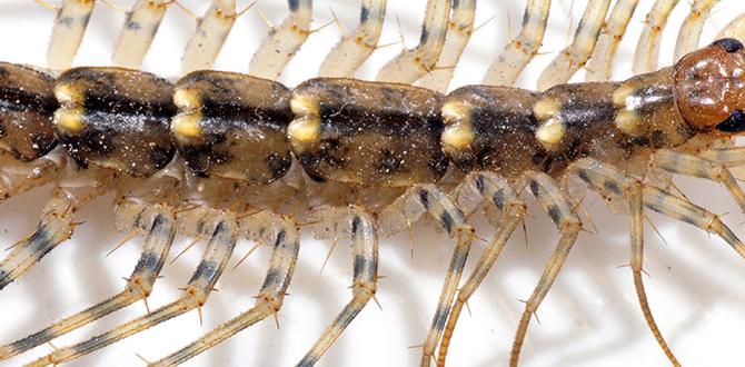Potential drawbacks of centipedes are centipedes good for gardens Potential drawbacks of centipedes are centipedes good for gardens