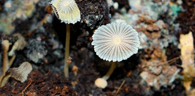 Potential drawbacks of mushroom compost is mushroom compost good for gardens Potential drawbacks of mushroom compost is mushroom compost good for gardens