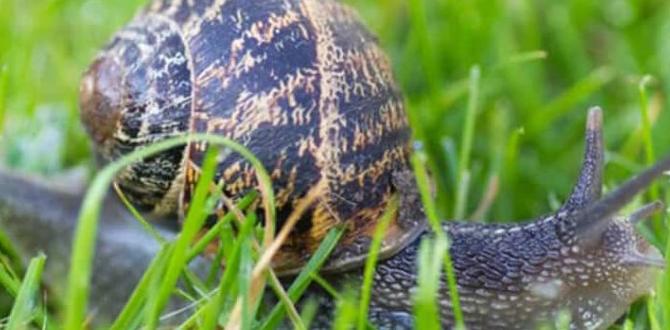 Potential drawbacks of snails in gardens are snails good for gardens Potential drawbacks of snails in gardens are snails good for gardens