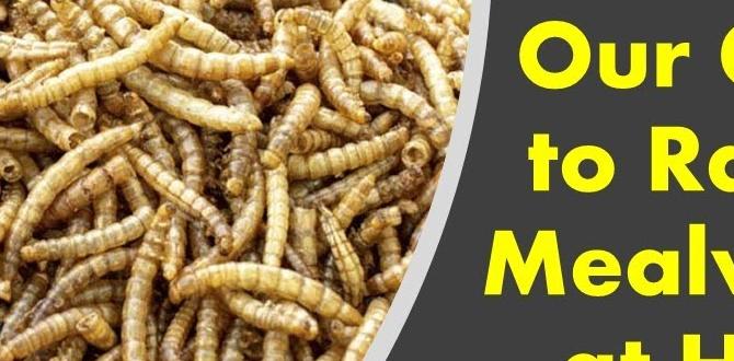 Potential drawbacks of using mealworms are mealworms good for gardens Potential drawbacks of using mealworms are mealworms good for gardens