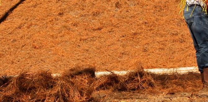 Potential drawbacks of using pine straw is pine straw good for vegetable gardens Potential drawbacks of using pine straw is pine straw good for vegetable gardens
