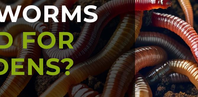 Potential drawbacks of worms in gardens are worms good for gardens Potential drawbacks of worms in gardens are worms good for gardens
