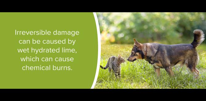 Potential risks of gardening lime for dogs is gardening lime safe for dogs Potential risks of gardening lime for dogs is gardening lime safe for dogs