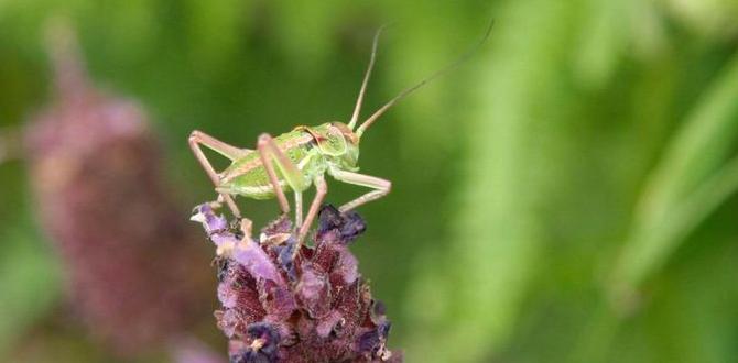 Potential risks of grasshoppers in gardens are grasshoppers good for gardens Potential risks of grasshoppers in gardens are grasshoppers good for gardens
