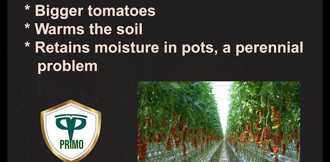 Potential risks of red mulch is red mulch safe for vegetable gardens Potential risks of red mulch is red mulch safe for vegetable gardens