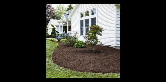 Potential risks of using colored mulch is colored mulch safe for vegetable gardens Potential risks of using colored mulch is colored mulch safe for vegetable gardens