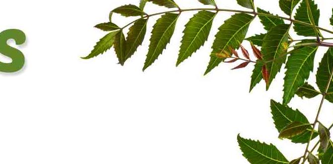 Potential side effects and precautions neem oil for gardens