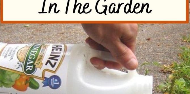 Precautions when using vinegar in gardens vinegar for gardens Precautions when using vinegar in gardens vinegar for gardens