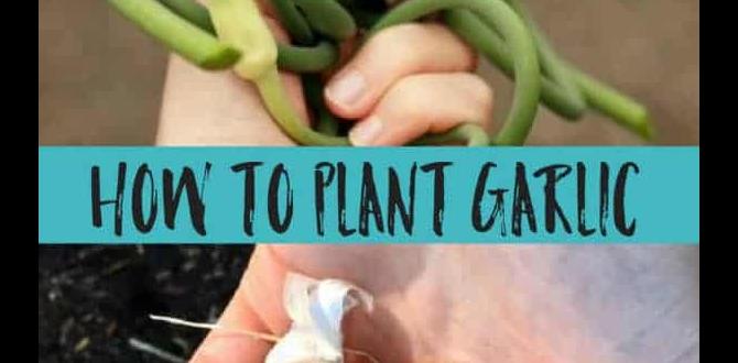 Preparing for planting garlic gardening for beginners Preparing for planting garlic gardening for beginners