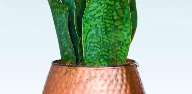 Preparing metal containers for planting metal containers for gardening