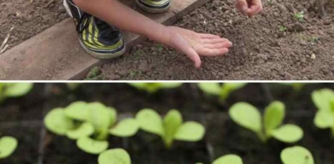 Preparing the soil tips vegetable gardening for beginners Preparing the soil tips vegetable gardening for beginners