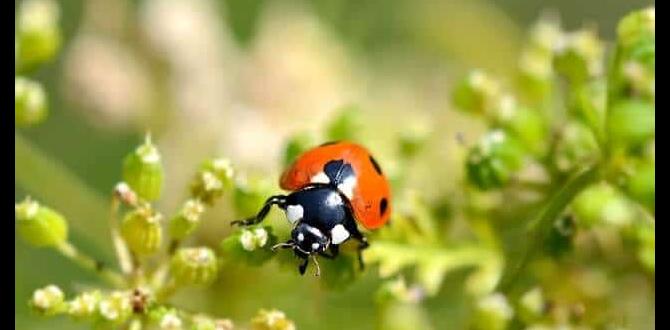 Preventative measures for pest control organic pest control for gardens Preventative measures for pest control organic pest control for gardens