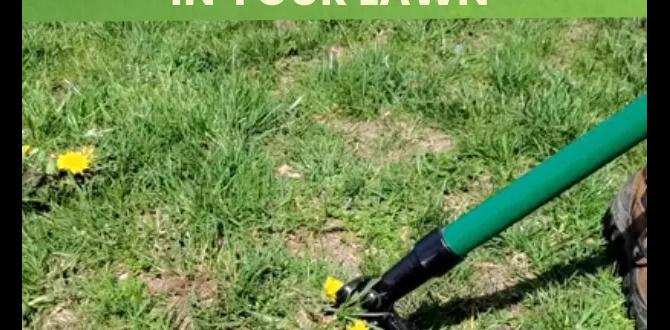 Preventative measures for weed control weed control for gardens Preventative measures for weed control weed control for gardens