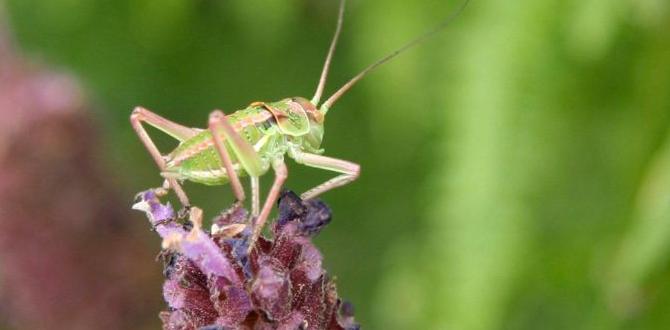 Preventative measures to keep grasshoppers at bay are grasshoppers bad for gardens