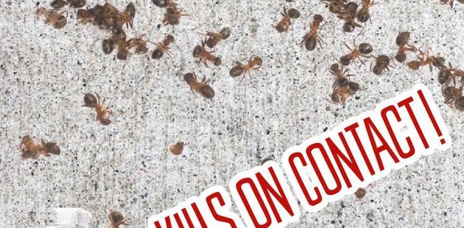 Preventive measures to avoid fire ant infestation fire ant killer safe for vegetable gardens Preventive measures to avoid fire ant infestation fire ant killer safe for vegetable gardens