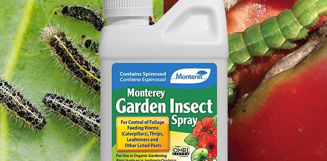 Preventive measures to protect your garden insect spray for gardens