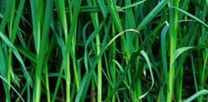 Reallife experiences and case studies is dog poop good for gardens Reallife experiences and case studies is dog poop good for gardens