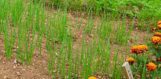 Reallife success stories from vegetable gardeners are marigolds good for vegetable gardens Reallife success stories from vegetable gardeners are marigolds good for vegetable gardens