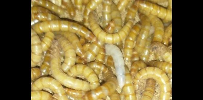 Reallife success stories: mealworms in action are mealworms good for gardens Reallife success stories: mealworms in action are mealworms good for gardens