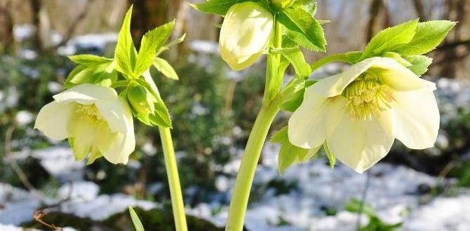 Resources for winter gardening enthusiasts plants for winter gardens Resources for winter gardening enthusiasts plants for winter gardens