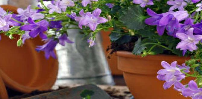 Selecting flowers for your pots flower pot gardening for beginners Selecting flowers for your pots flower pot gardening for beginners