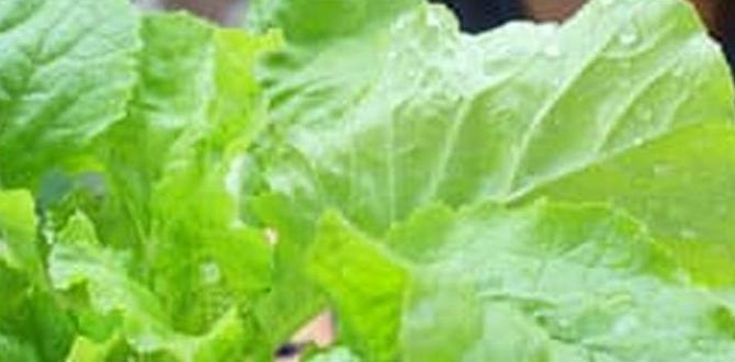 Selecting suitable vegetables gardening tips for vegetables Selecting suitable vegetables gardening tips for vegetables