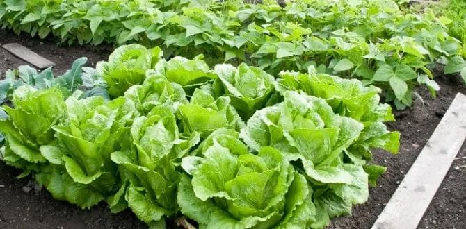Selecting the right plants no till gardening for beginners Selecting the right plants no till gardening for beginners