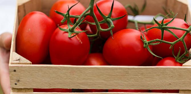 Selecting the right tomato varieties container gardening for tomatoes Selecting the right tomato varieties container gardening for tomatoes