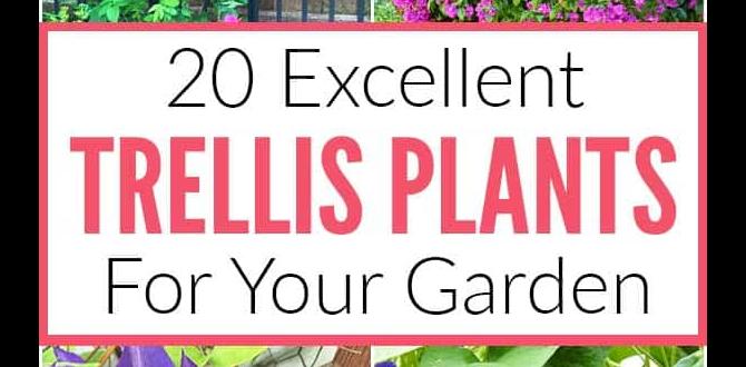 Selecting the right trellis for your plants trellis for gardening Selecting the right trellis for your plants trellis for gardening