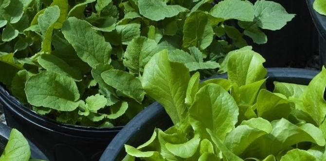 Selecting vegetable varieties for containers container vegetable gardening for beginners Selecting vegetable varieties for containers container vegetable gardening for beginners