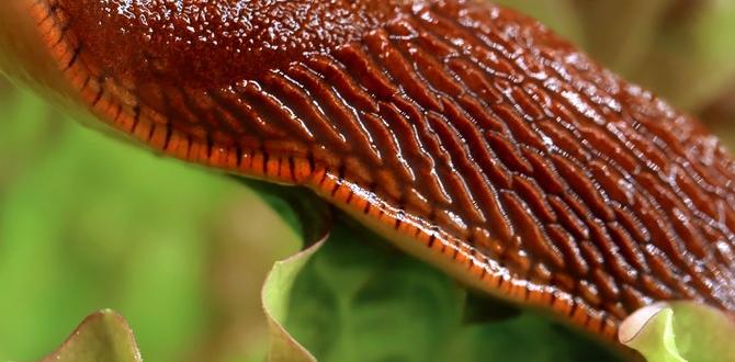 Slugs vs other garden pests: a comparative analysis are slugs good for gardens Slugs vs other garden pests: a comparative analysis are slugs good for gardens
