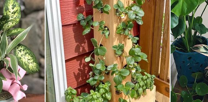 Spacesaving plant options gardening ideas for small gardens