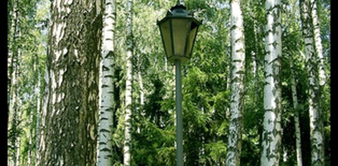 Spacing and planting guidelines silver birch trees for small gardens Spacing and planting guidelines silver birch trees for small gardens