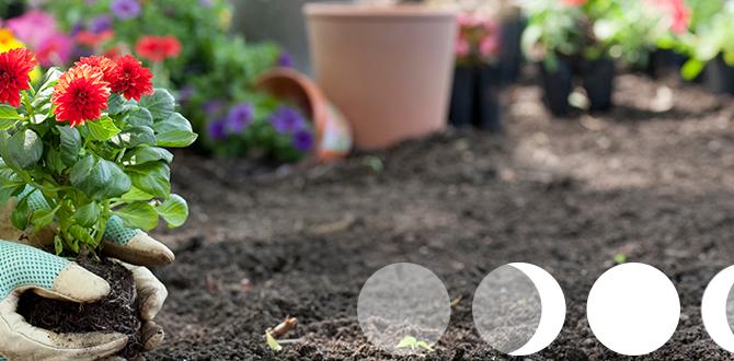 Specific crops and their moon phase preferences moon phases for gardening