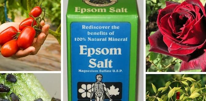 Specific plants that benefit from epsom salt epsom salt for gardening