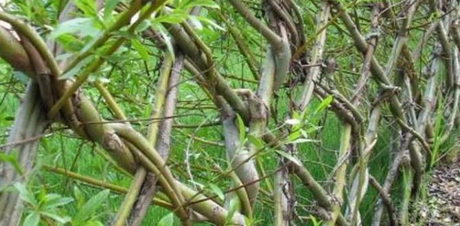 Stepbystep guide to building willow structures willow structures for gardens Stepbystep guide to building willow structures willow structures for gardens