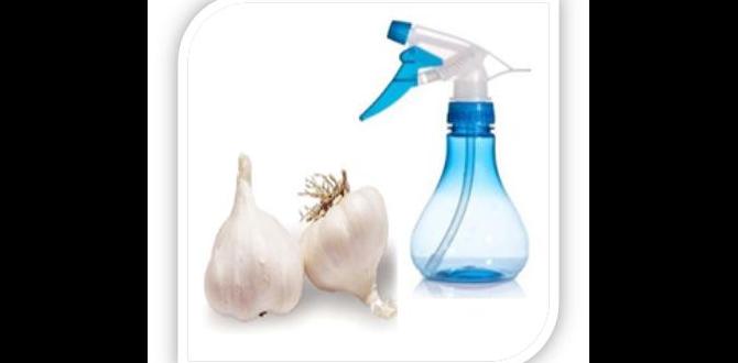 Stepbystep instructions to make garlic spray how to make garlic spray for plants gardeners' world Stepbystep instructions to make garlic spray how to make garlic spray for plants gardeners' world