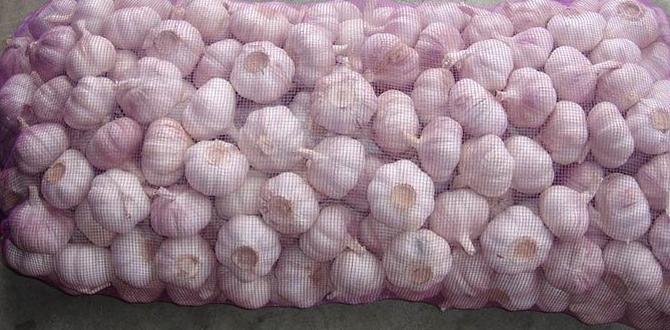 Storing garlic for longevity garlic gardening for beginners Storing garlic for longevity garlic gardening for beginners