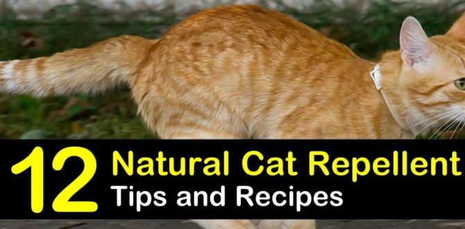 Success stories and practical tips from gardeners natural cat repellent for gardens Success stories and practical tips from gardeners natural cat repellent for gardens