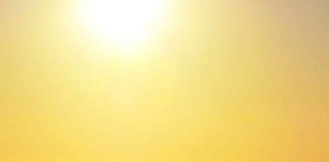 Sunlight requirements for different plants weather for gardeners