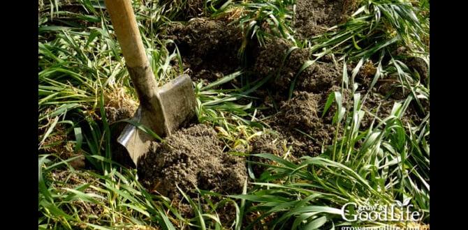 Termination of cover crops spring cover crops for vegetable gardens Termination of cover crops spring cover crops for vegetable gardens