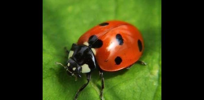 The benefits of spiders in gardens are spiders good for gardens