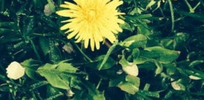 The importance of natural solutions natural weed killer for gardens The importance of natural solutions natural weed killer for gardens