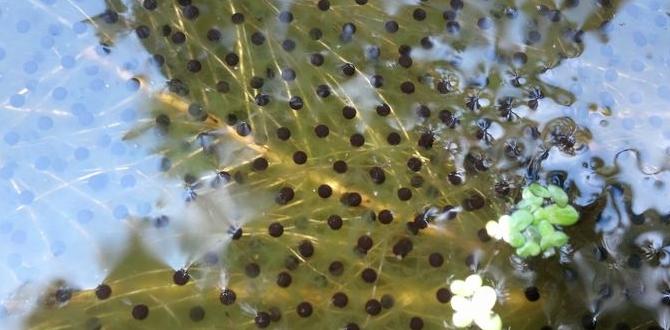 The importance of water features for frogs are frogs good for gardens The importance of water features for frogs are frogs good for gardens