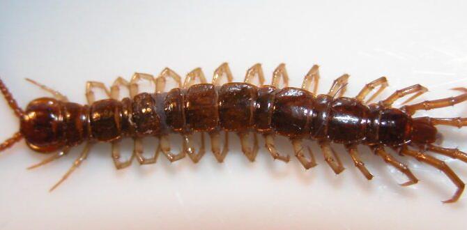 The role of centipedes in ecosystems are centipedes good for gardens The role of centipedes in ecosystems are centipedes good for gardens