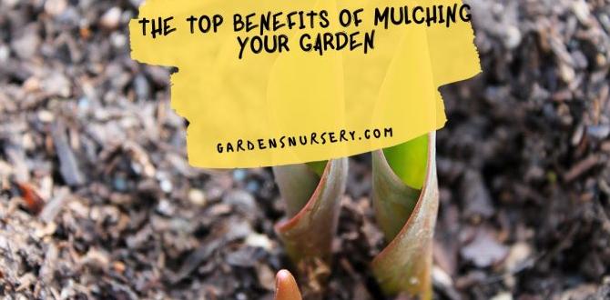 The role of mulching in garden care for gardens sake The role of mulching in garden care for gardens sake