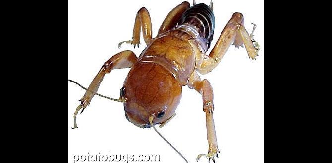 The role of potato bugs in the ecosystem are potato bugs good for gardens The role of potato bugs in the ecosystem are potato bugs good for gardens