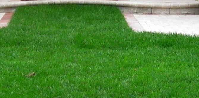 Top plants for minimalist designs plants for contemporary gardens Top plants for minimalist designs plants for contemporary gardens